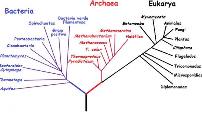 Resultado de imagen de cladogramas y arboles filogenéticos"