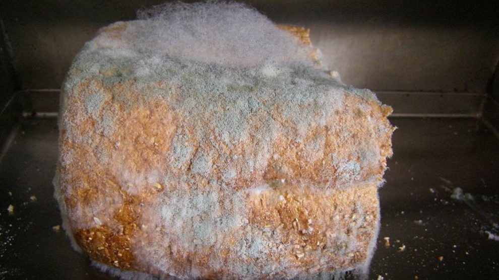 Descubre si es seguro cortar el moho del pan y comerte el resto