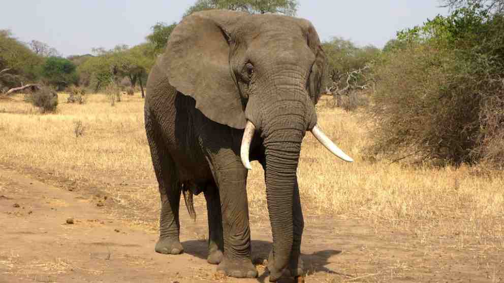 Los elefantes pierden colmillos en África.