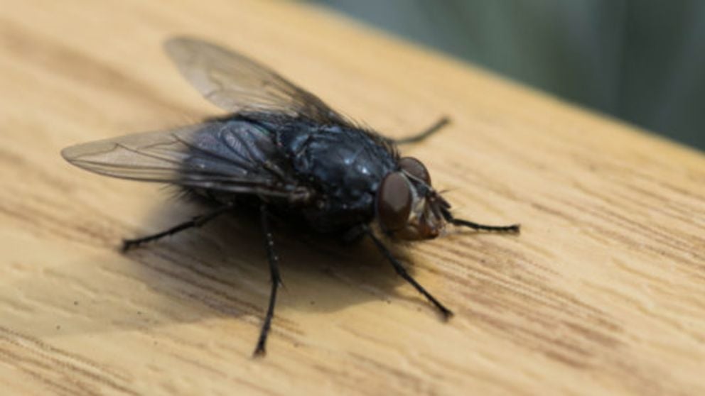 ligado Comercio estropeado Cómo eliminar las moscas en tu casa con remedios caseros