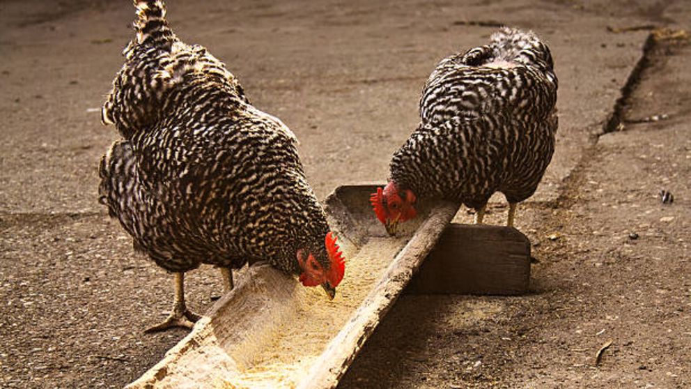 Cómo hacer un comedero para gallinas casero paso a paso