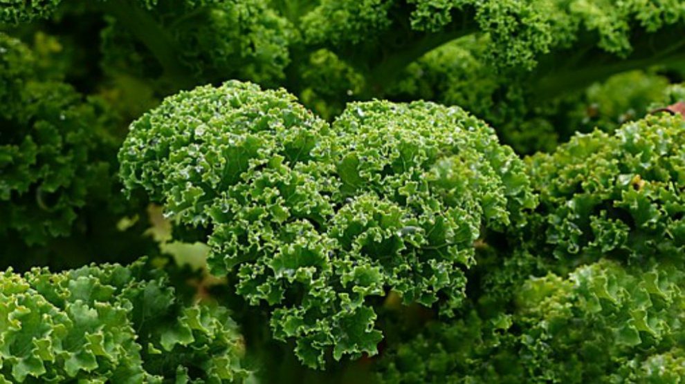 Ventajas de comer kale en el embarazo