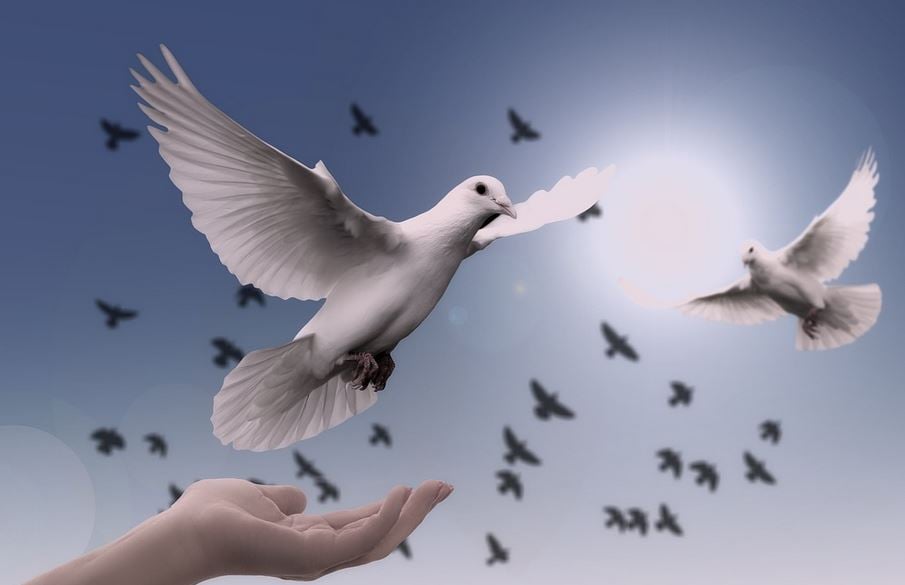 Por qué la paloma es el símbolo de la paz