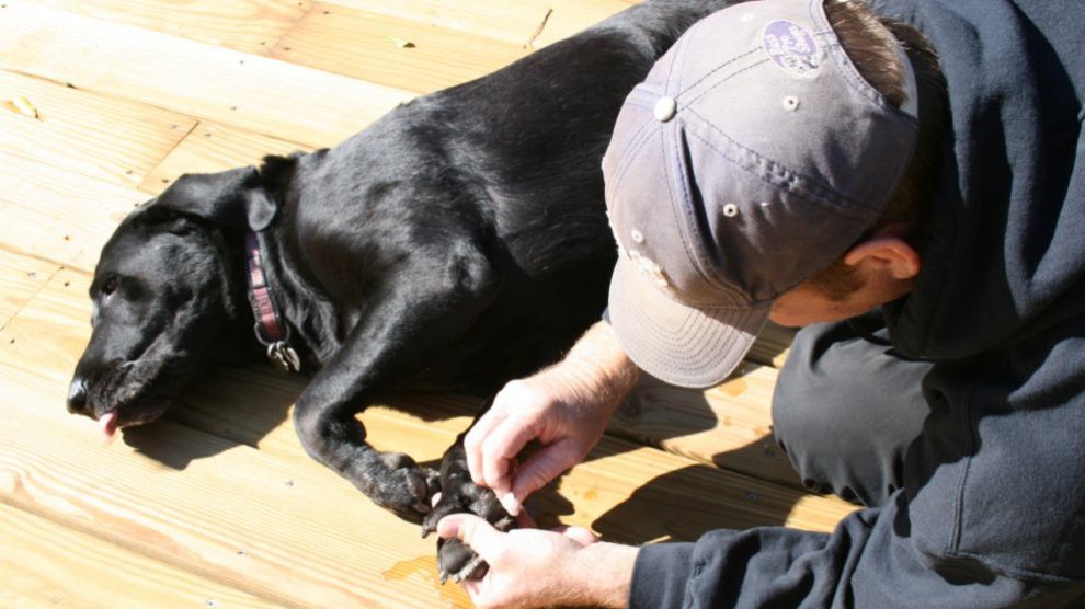 Cómo actuar si encuentro un perro herido