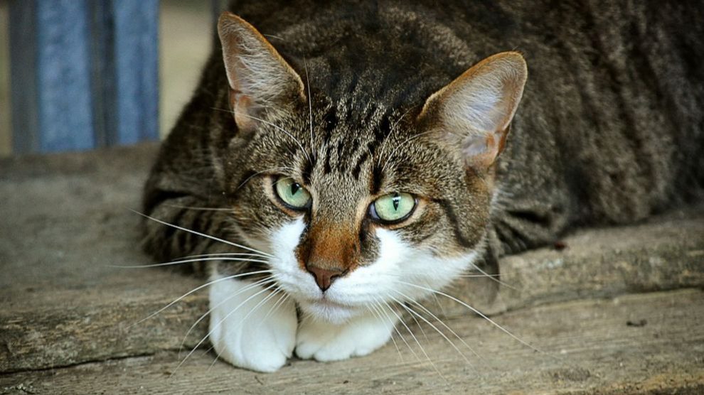 Aprende los pasos para saber cómo domesticar un gato