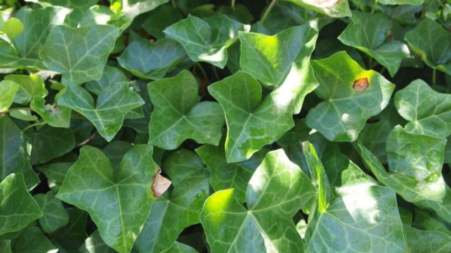 Plantas Que Crecen Rapido Plantas Que Crecen Rapido