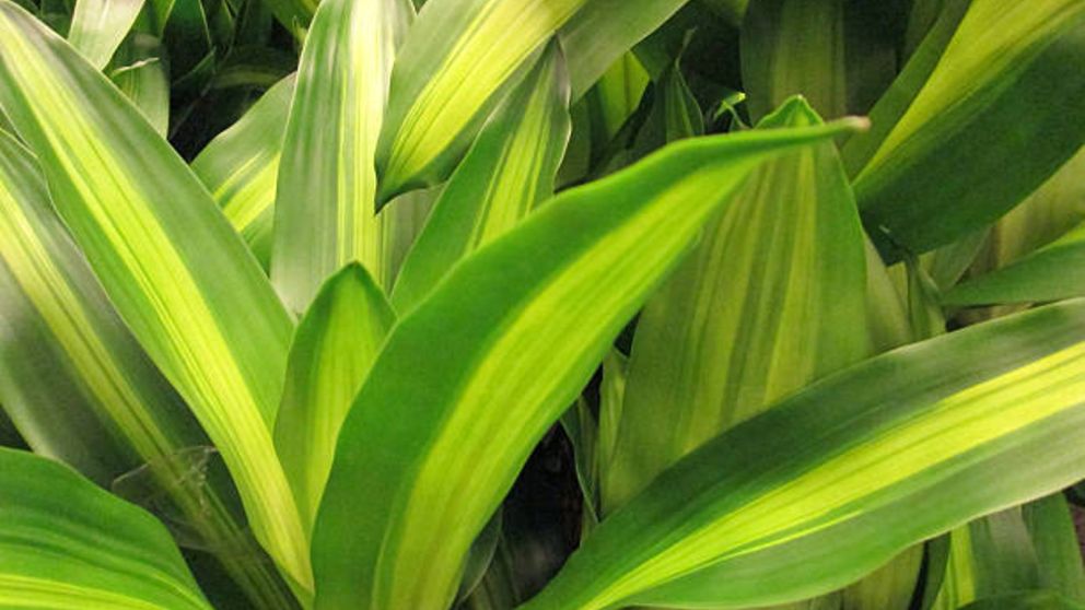 Aprende Cmo Cuidar El Palo De Agua Correctamente