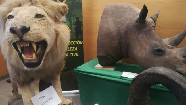 Intervienen más de 200 animales disecados de elefantes, leones y jirafas en Alicante
