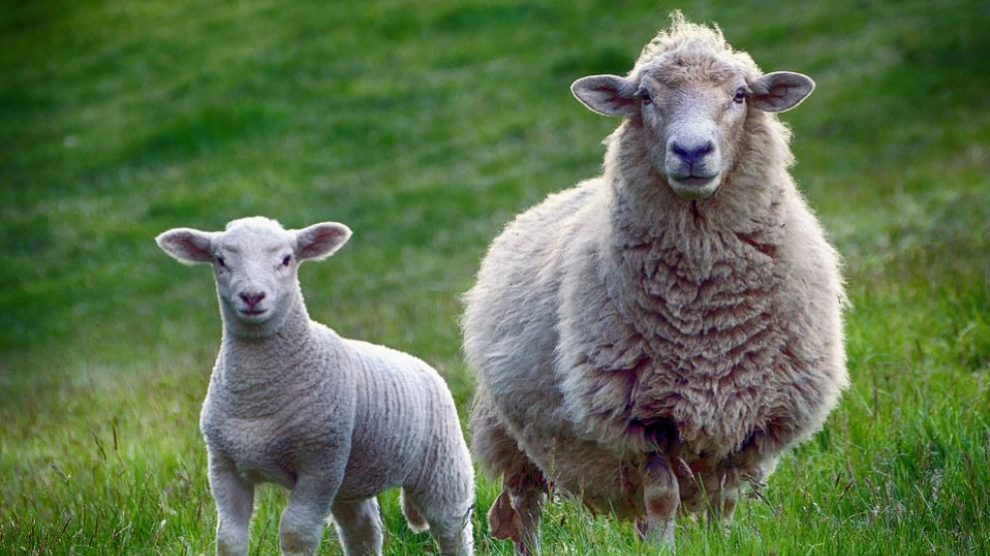 Oveja: Conoce la cantidad de lana que produce
