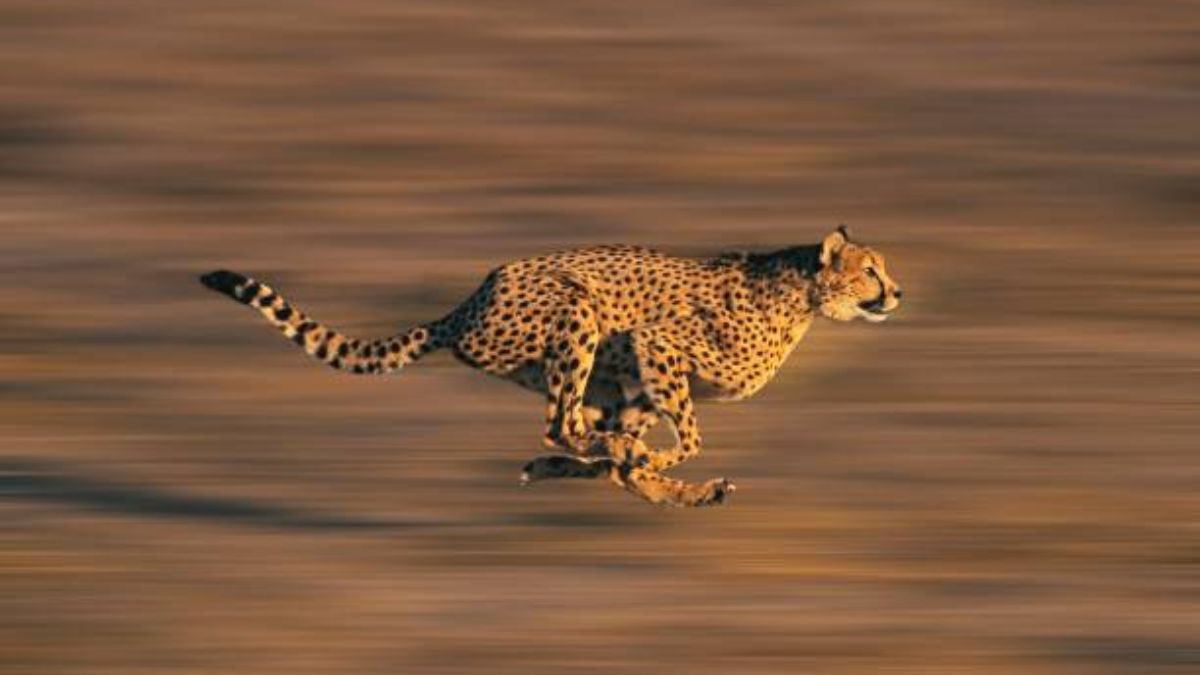 De entre todos los animales, el guepardo destaca por ser el más veloz