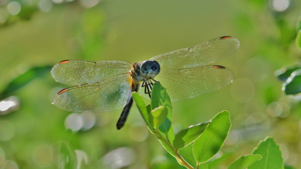 ¡Puaj! 42+  Verdades reales que no sabías antes sobre  Estudio De Los Insectos! Sep 30, 2019 · los insectos son, sin lugar a dudas, uno de los grupos de invertebrados más diversos y sorprendentes de la naturaleza.