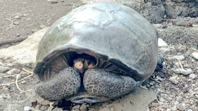 Hallan en las islas Galápagos a una tortuga gigante que se creía extinta desde hacía 100 años