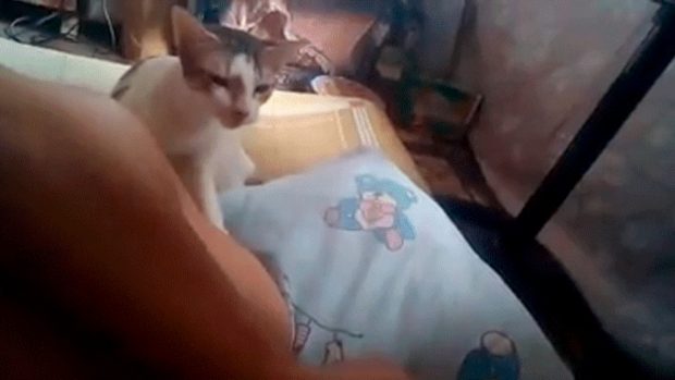 La reacción de un gato frente a los cánticos de su dueño triunfa en Facebook