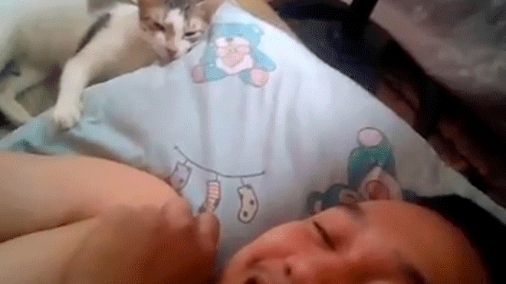 La reacción de un gato frente a los cánticos de su dueño triunfa en Facebook
