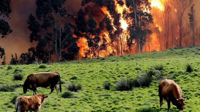 Asturias registró 347 incendios forestales en cinco días y más de 30 siguen aún activos