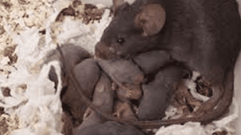 Las ratas destacan por su enorme capacidad para reproducirse rápidamente.