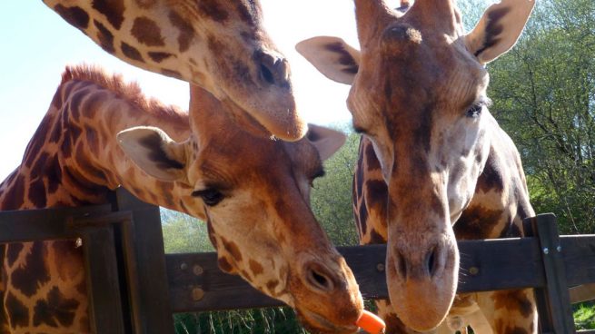 girafas-cabárceno-cantabria