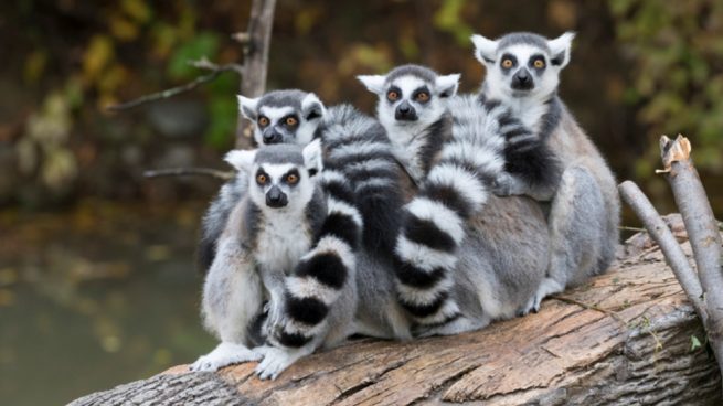 Los lémures de Madagascar en peligro por Facebook