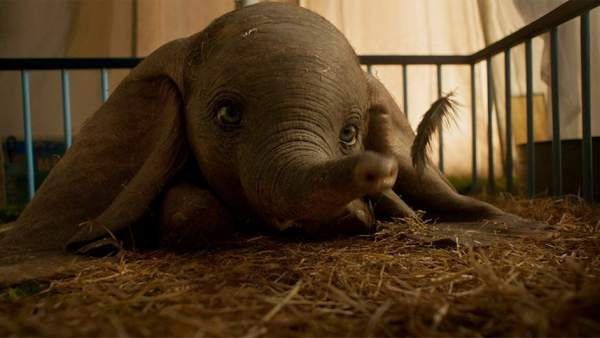 'Dumbo'