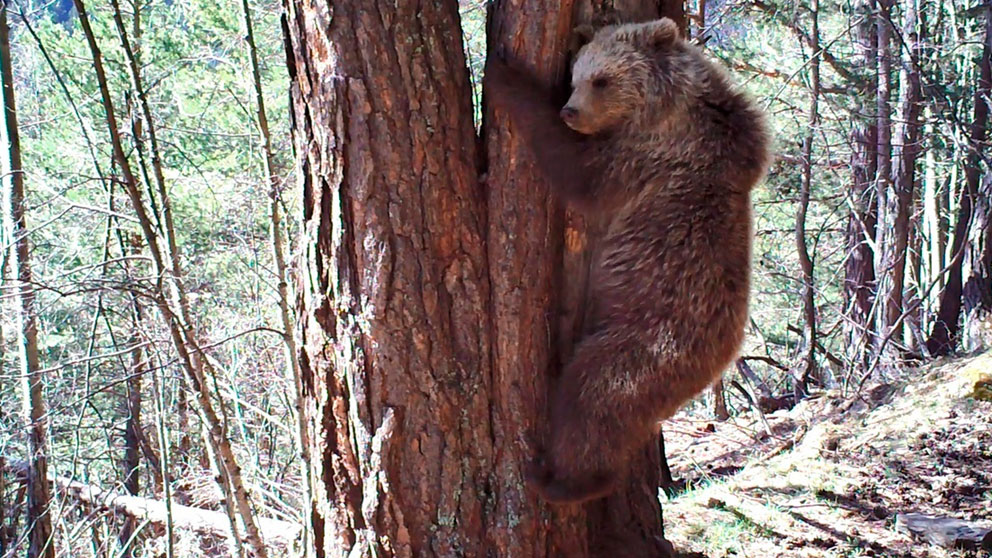 El Oso Pyros, considerado padre y abuelo de la mayoría de osos que habitan en el Pirineo catalán. Foto: Govern