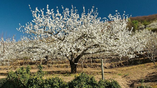 El Valle del Jerte brinda este sábado autobuses gratuitos para contemplar el cerezo en flor