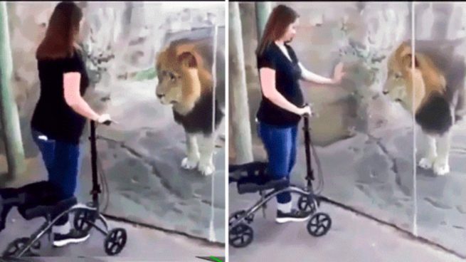 Un fiero león se convierte en un gatito en Facebook