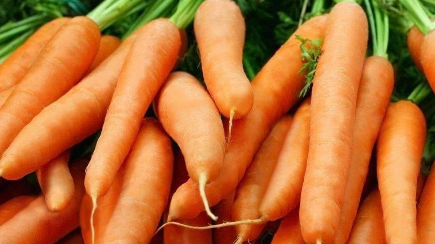 Descubre por qué las zanahorias son buenas para la vista o si es todo un mito