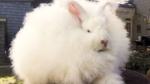 Mascotas en casa: cómo puedes cuidar un conejo de Angora