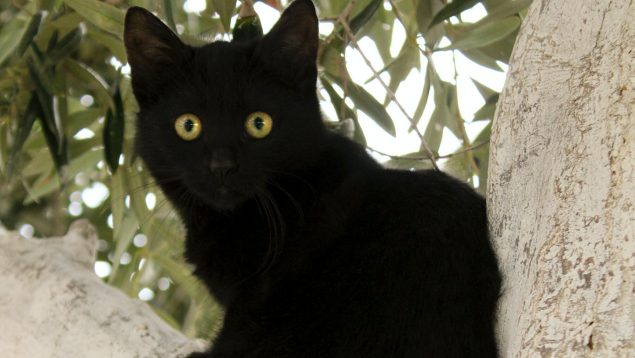 ¿Por qué se piensa que los gatos negros traen mala suerte?