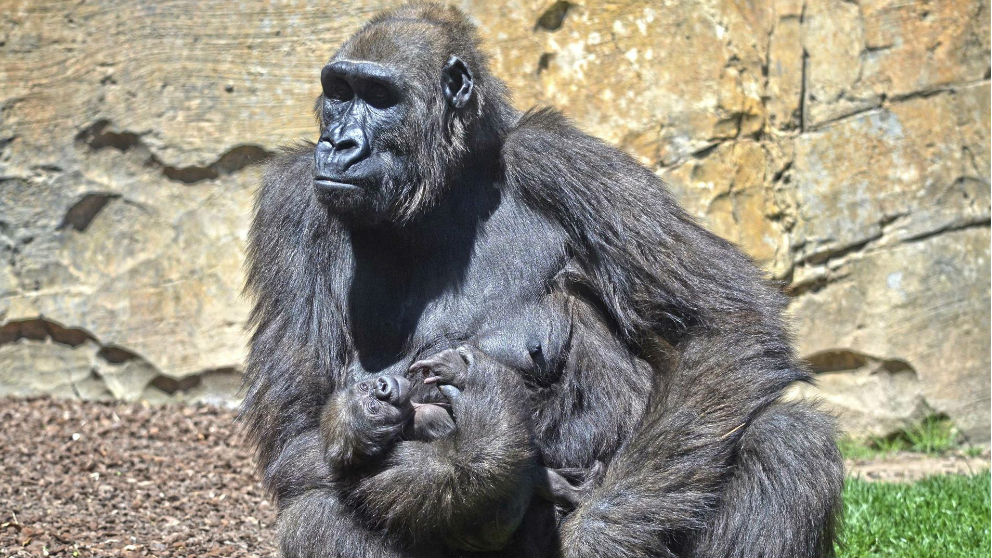Gorila con su bebé. Foto: Europa Press