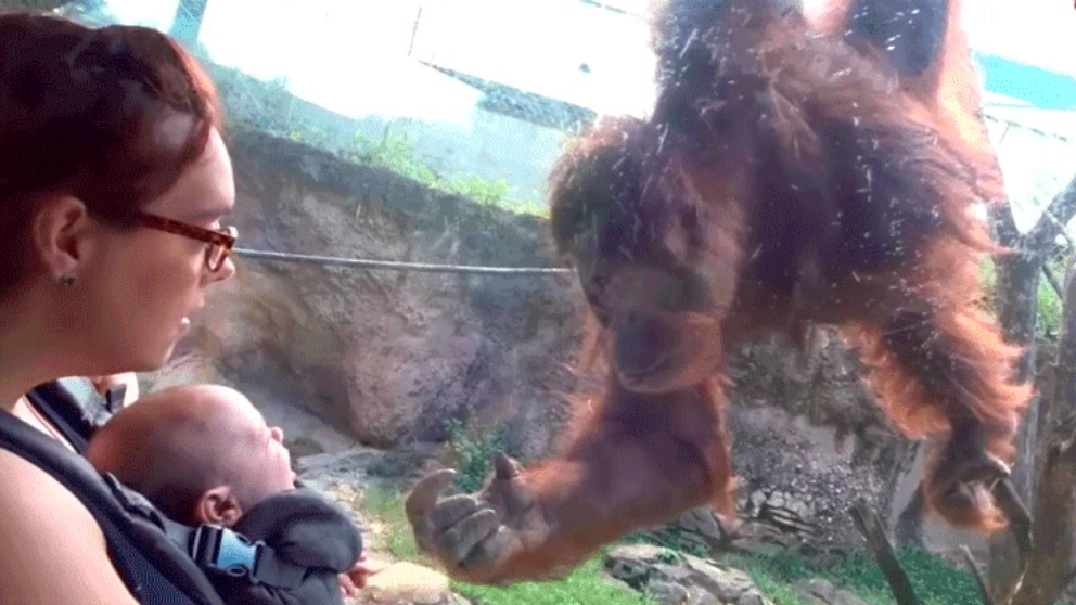 Un orangután demuestra sus sentimientos en Facebook