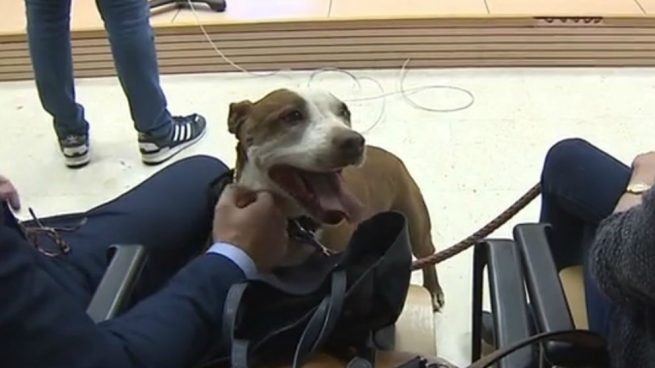Una juez de Tenerife cita a una perra como testigo en un juicio por maltrato animal
