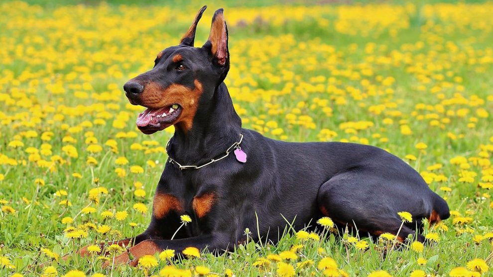 cuanto cuesta un doberman pinscher