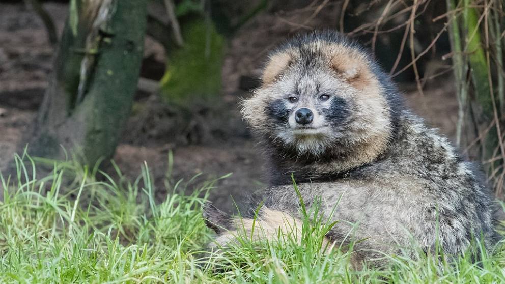 Tanuki Descubre qué es este animal