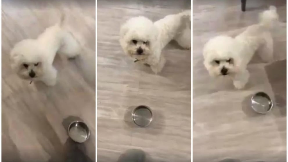 Este perro se revela contra la dieta en Facebook