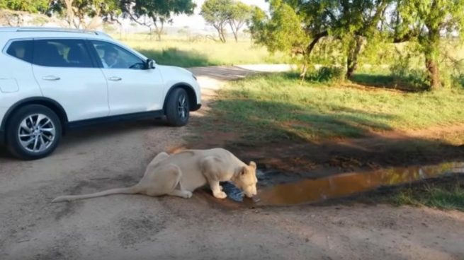 Facebook: Una manada de leones intenta entrar en un coche