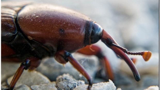 Escarabajo