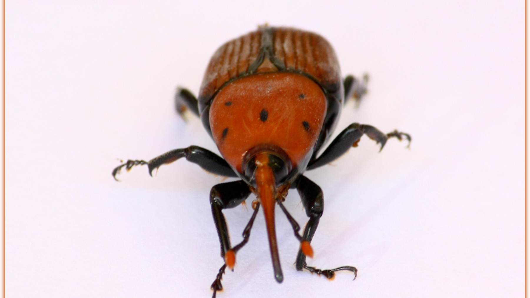 Escarabajo picudo