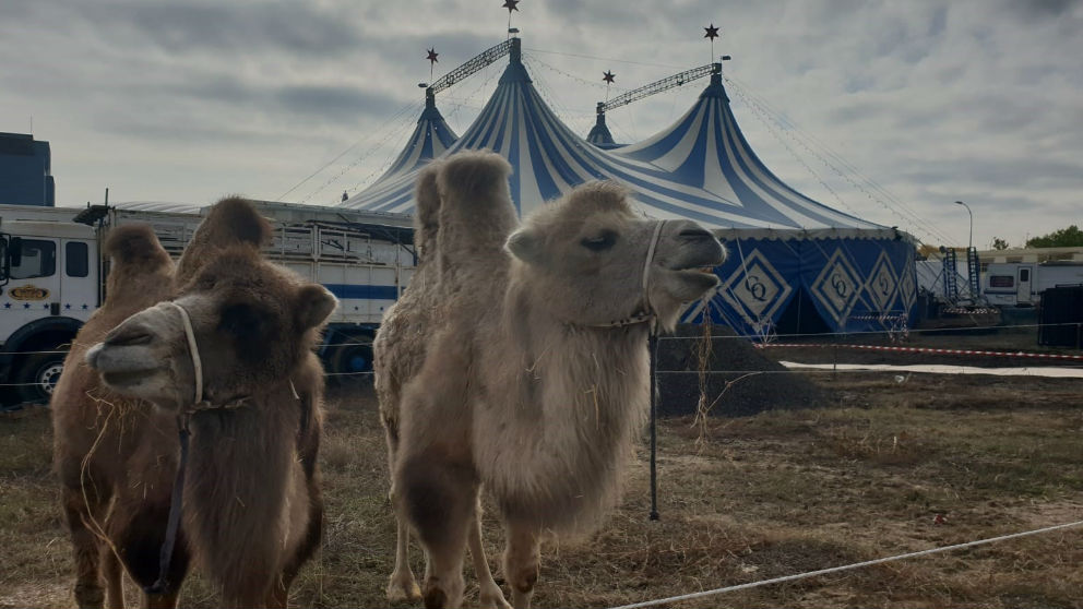 Camellos de un circo español. Foto: Europa Press