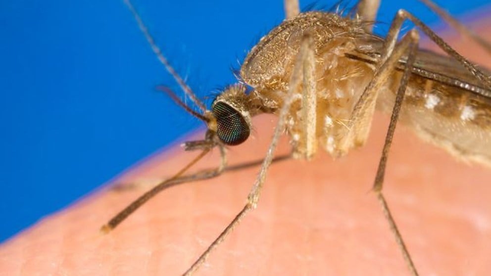 En total, hay más de 2.500 especies de mosquitos.