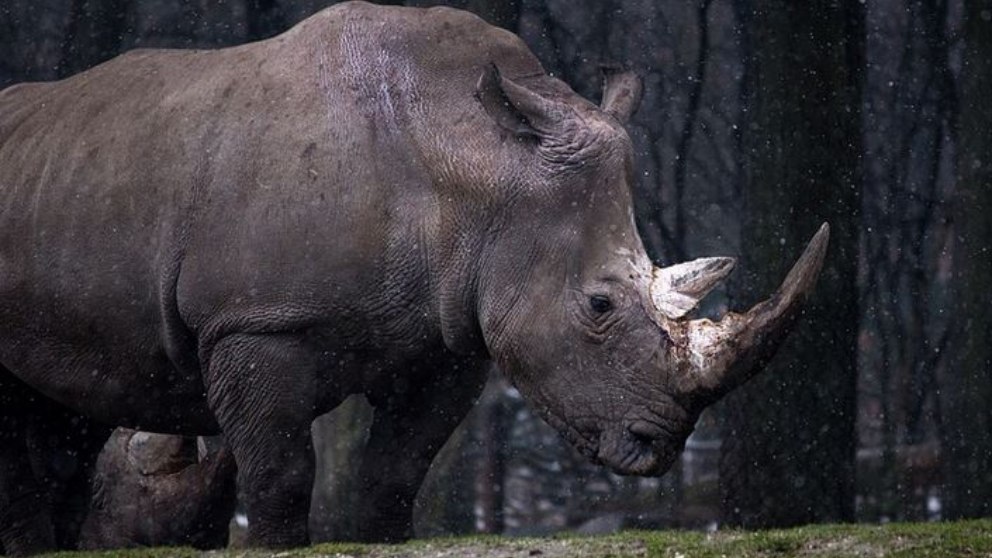 Facebook: Un rinoceronte enfurecido destroza el coche de su cuidador