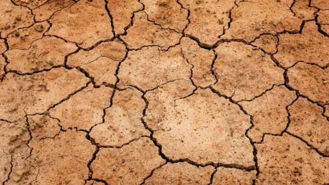 Las biocostras del suelo amortiguan los efectos del cambio climático