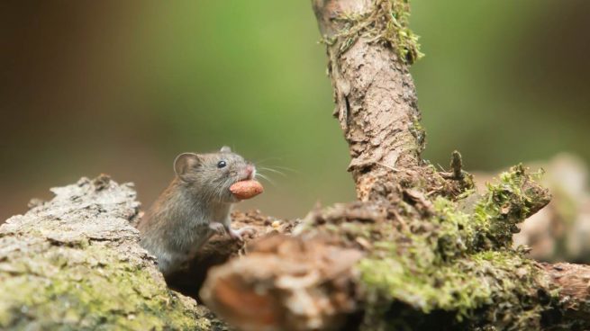 Ratón lémur