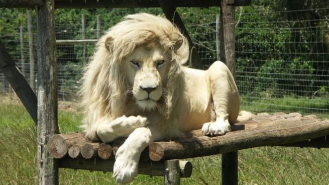 Top 66+ imagen información de los leones blancos