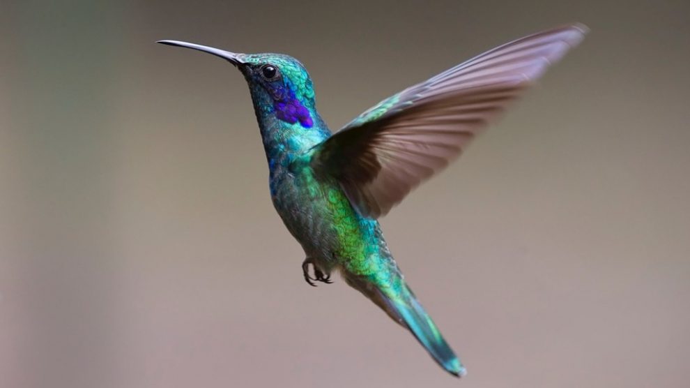 Conoce curiosidades sobre el colibrí