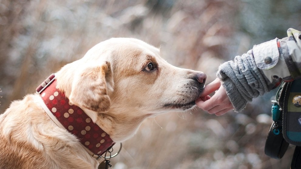Conoce las razas de perro más inteligentes