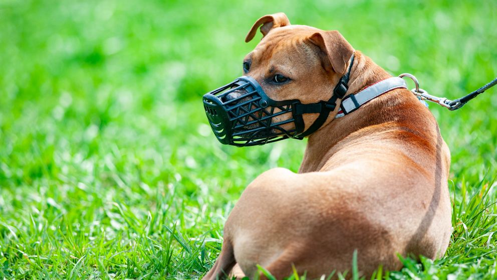 Gorrión colorante Activar Rabia en perros: Síntomas y tratamiento