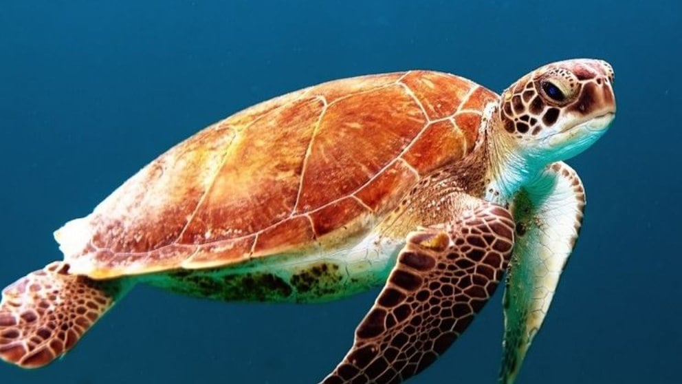 Las tortugas marinas son uno de los animales más interesantes que existen.