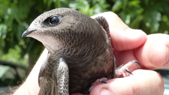 ¿Qué clase de pájaro es un vencejo y cuándo descansan? -que-clase-de-pajaro-es-un-vencejo-y-cuando-descansan_-655x368