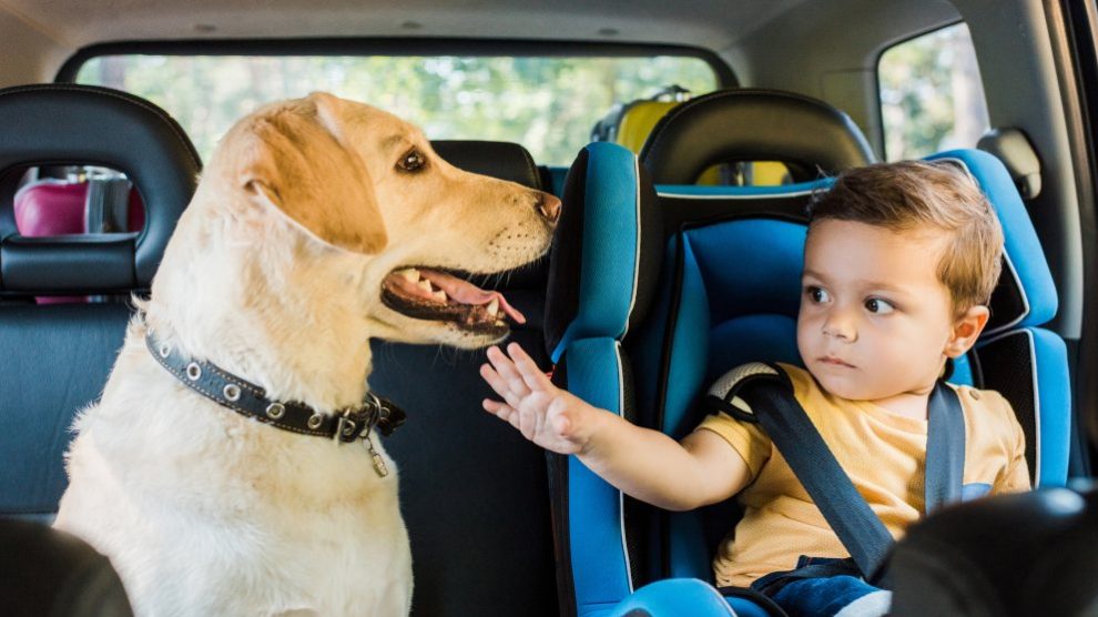 mejores razas de perros para niños